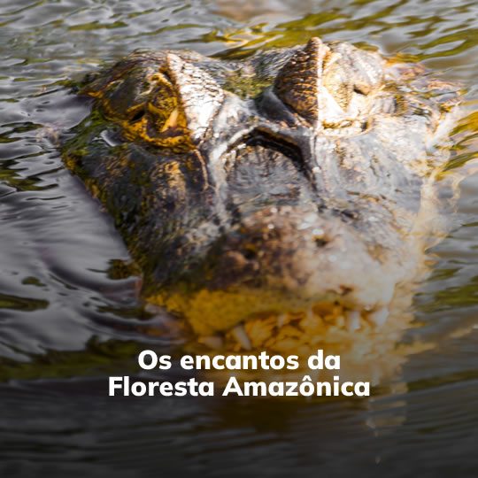 banner-amazonia_540x540